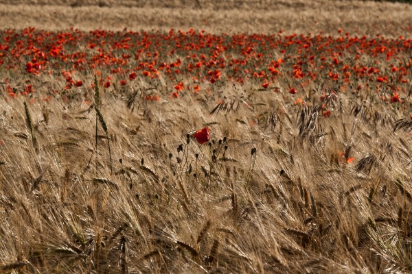 kornfeld bei givenchy 2 - (c) l lammers.jpg